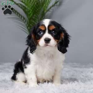 River, Cavalier King Charles Spaniel Puppy